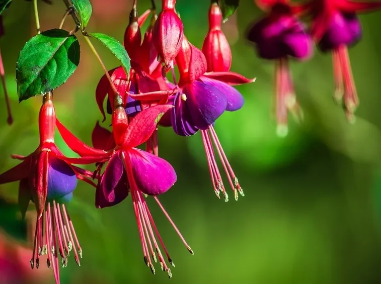 Fucsia