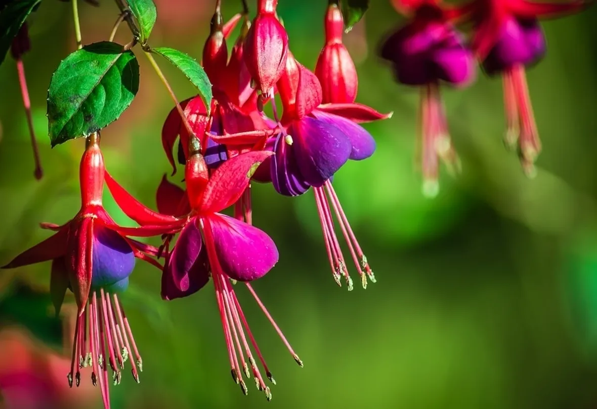 Fucsia