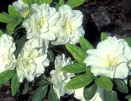 Risposta : Gardenia ingiallita