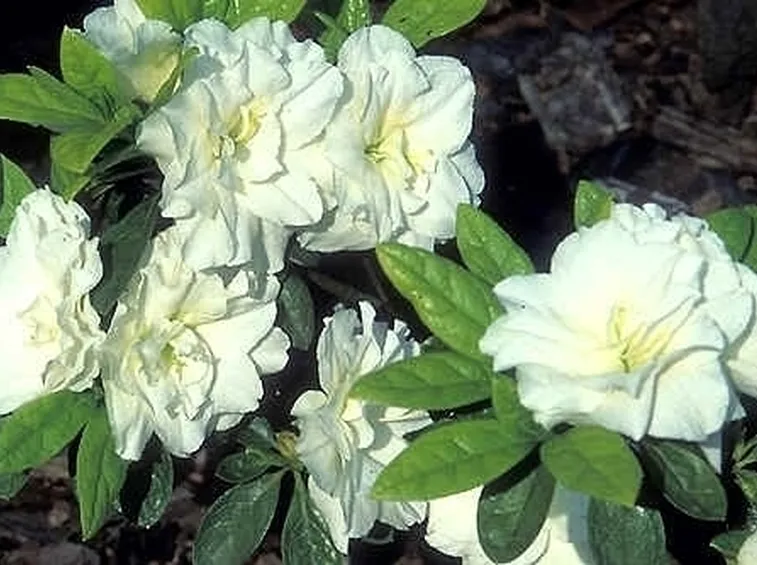 Risposta : Gardenia ingiallita