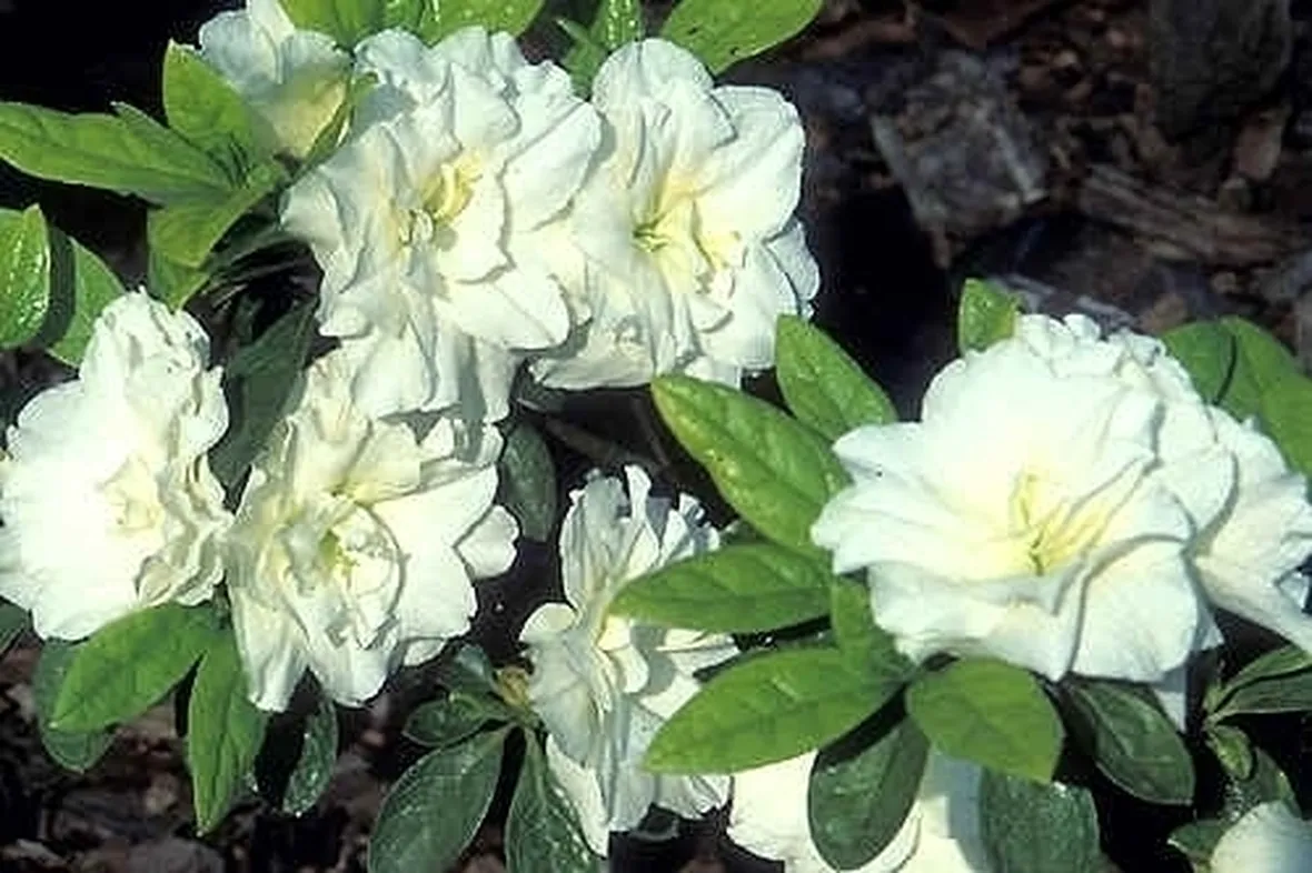 Risposta : Gardenia ingiallita