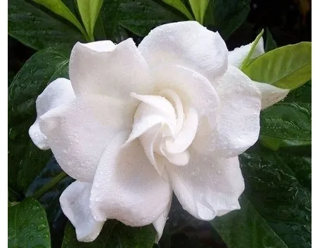 Risposta : gardenia