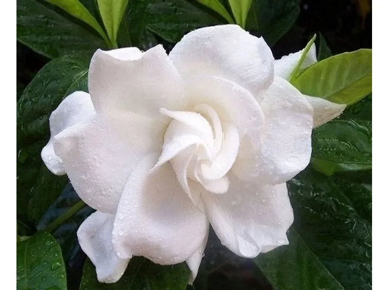 Risposta : gardenia