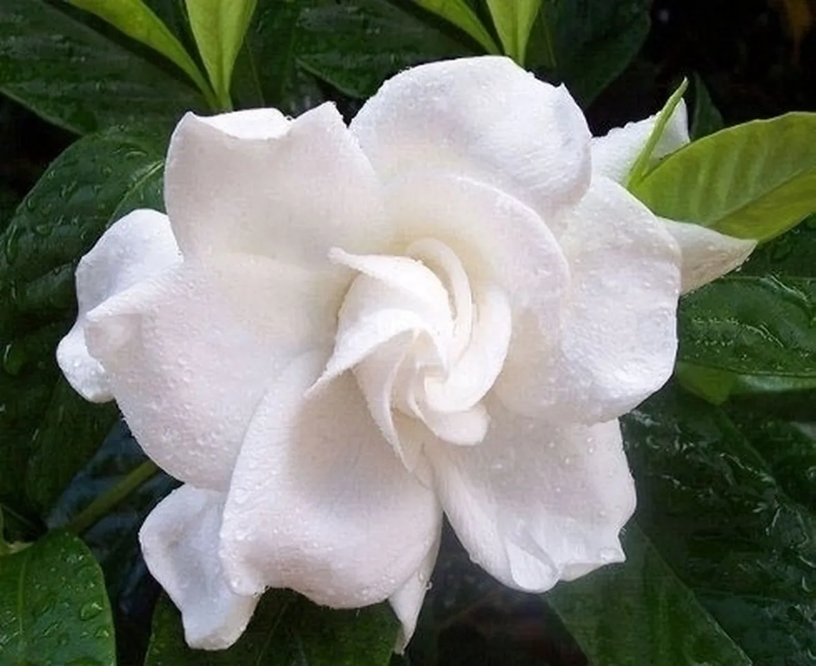 Risposta : gardenia