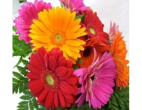 Risposta : gerbera