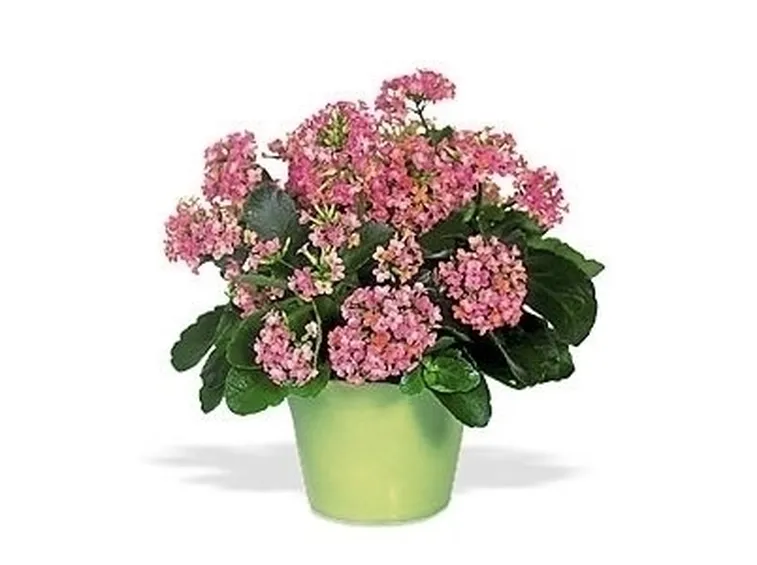 Risposta : Kalanchoe