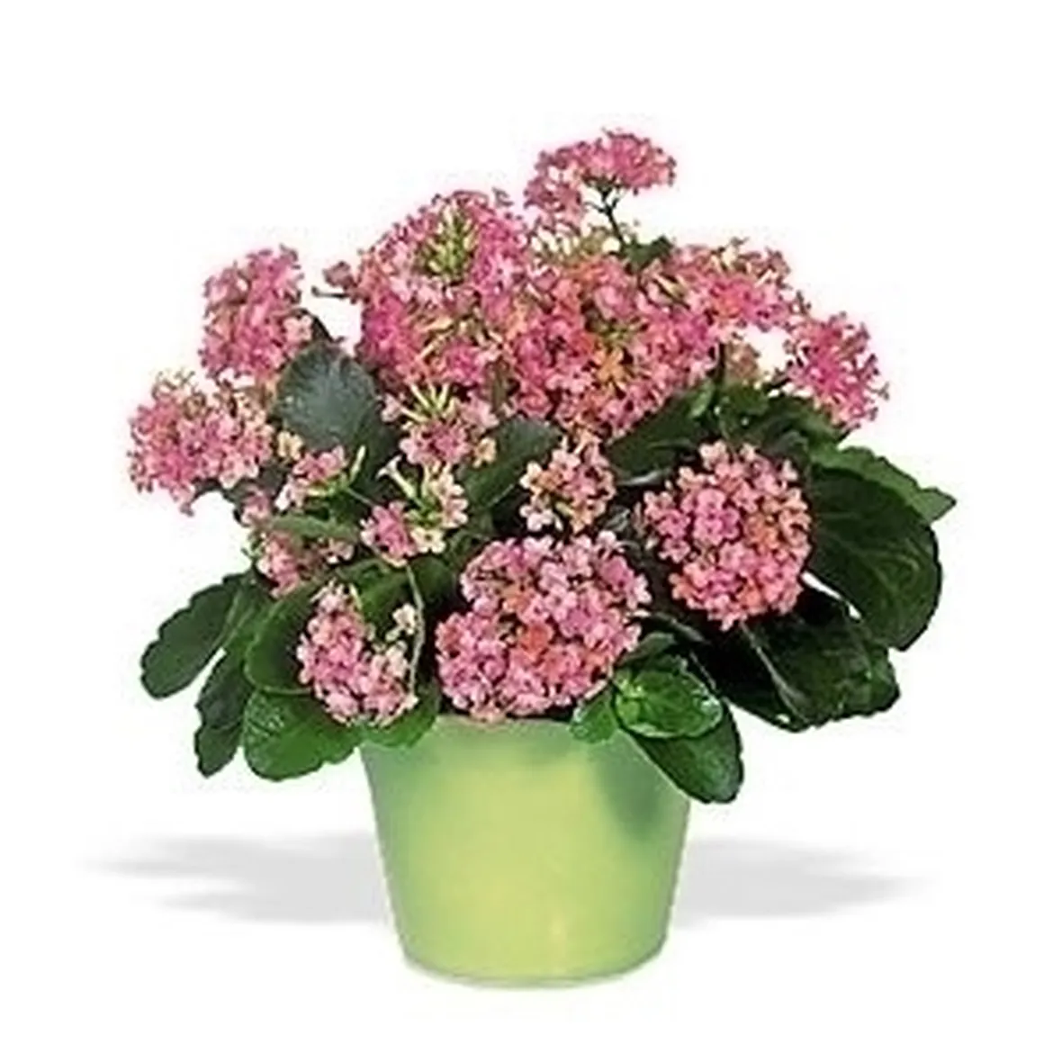 Risposta : Kalanchoe