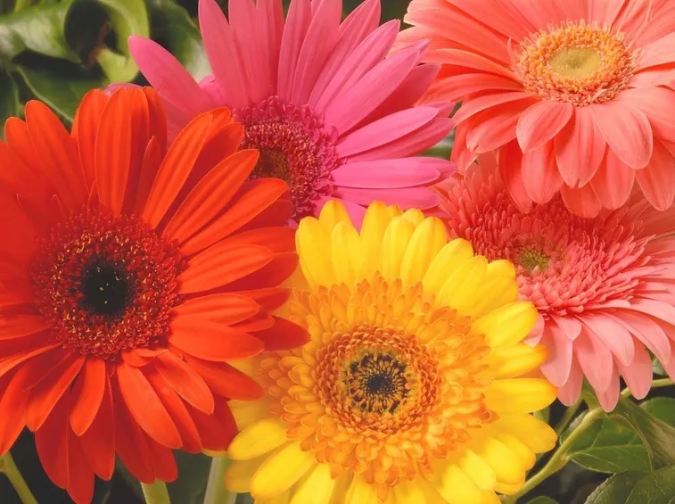 Risposta: la gerbera