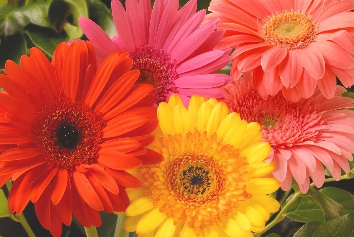 Risposta: la gerbera