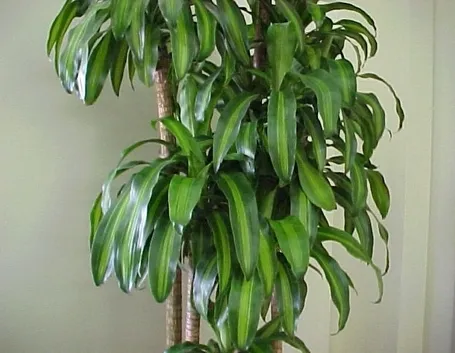 Risposta: le talee di dracena