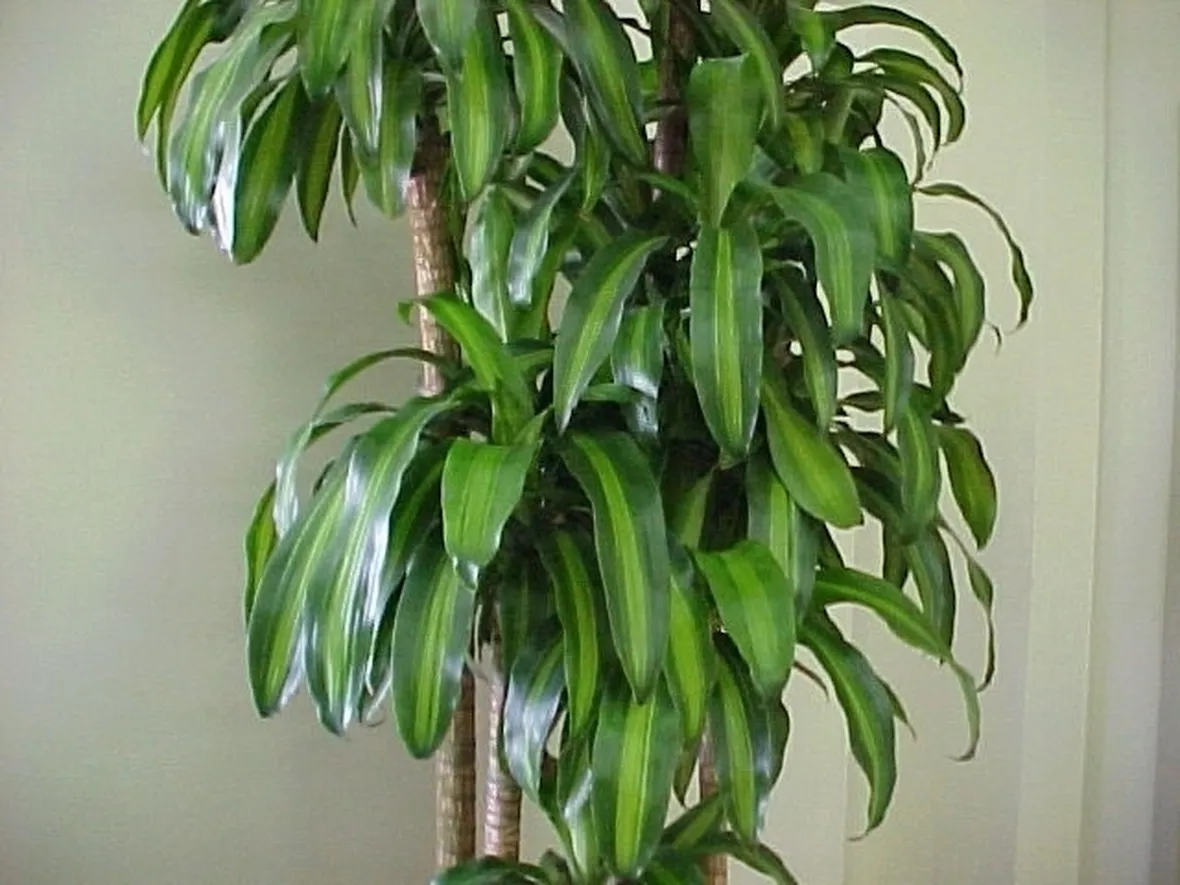 Risposta: le talee di dracena