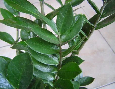 Risposta: le zamioculcas