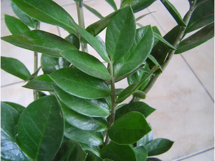 Risposta: le zamioculcas