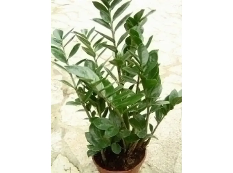 Caratteristiche della zamioculcas
