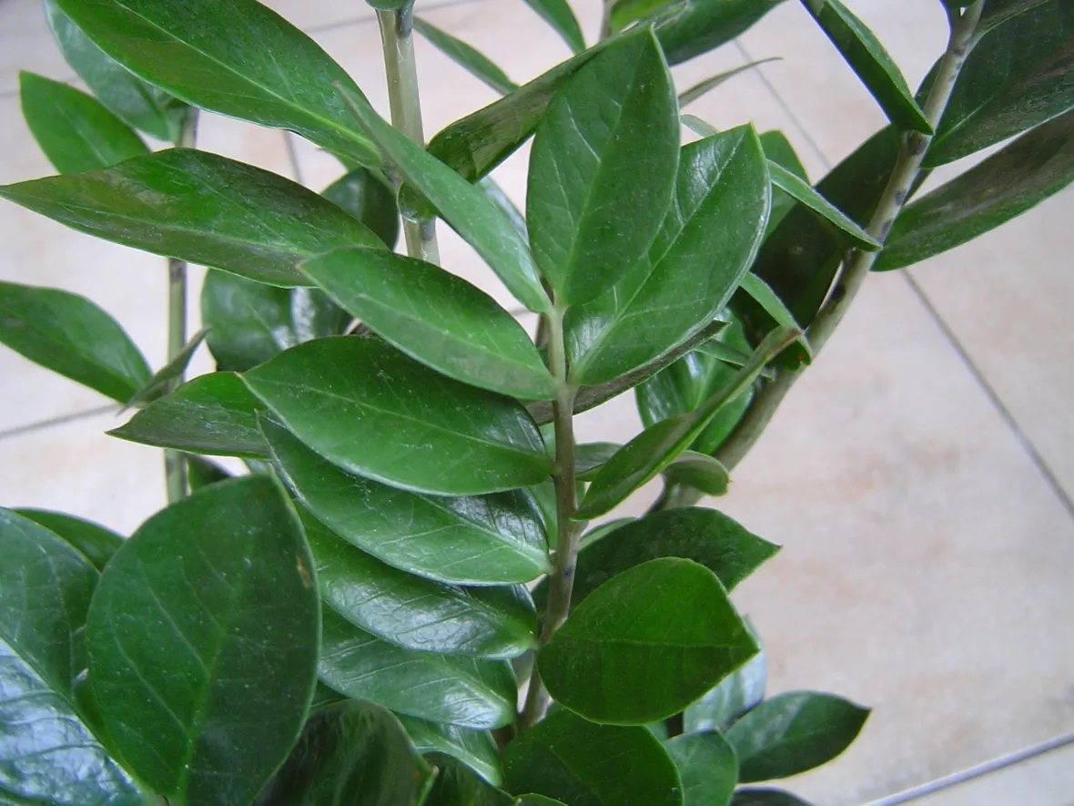 Risposta: le zamioculcas