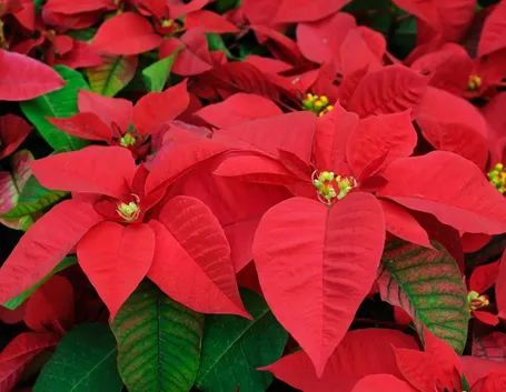 Risposta: potare le stella di Natale
