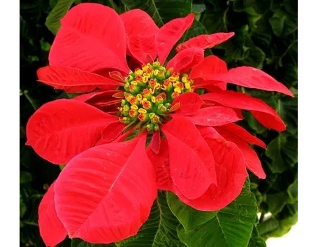 Risposta : stella di natale