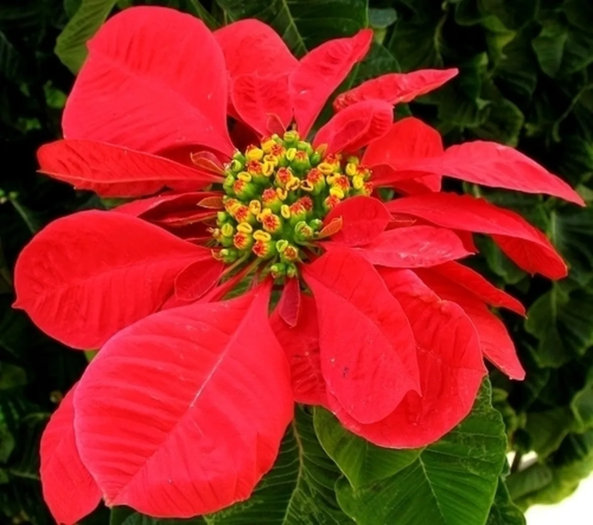 Risposta : stella di natale