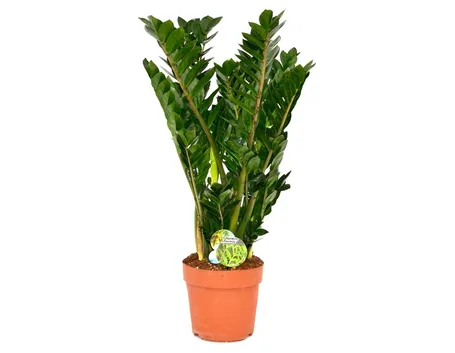 Come prendersi cura della zamioculcas