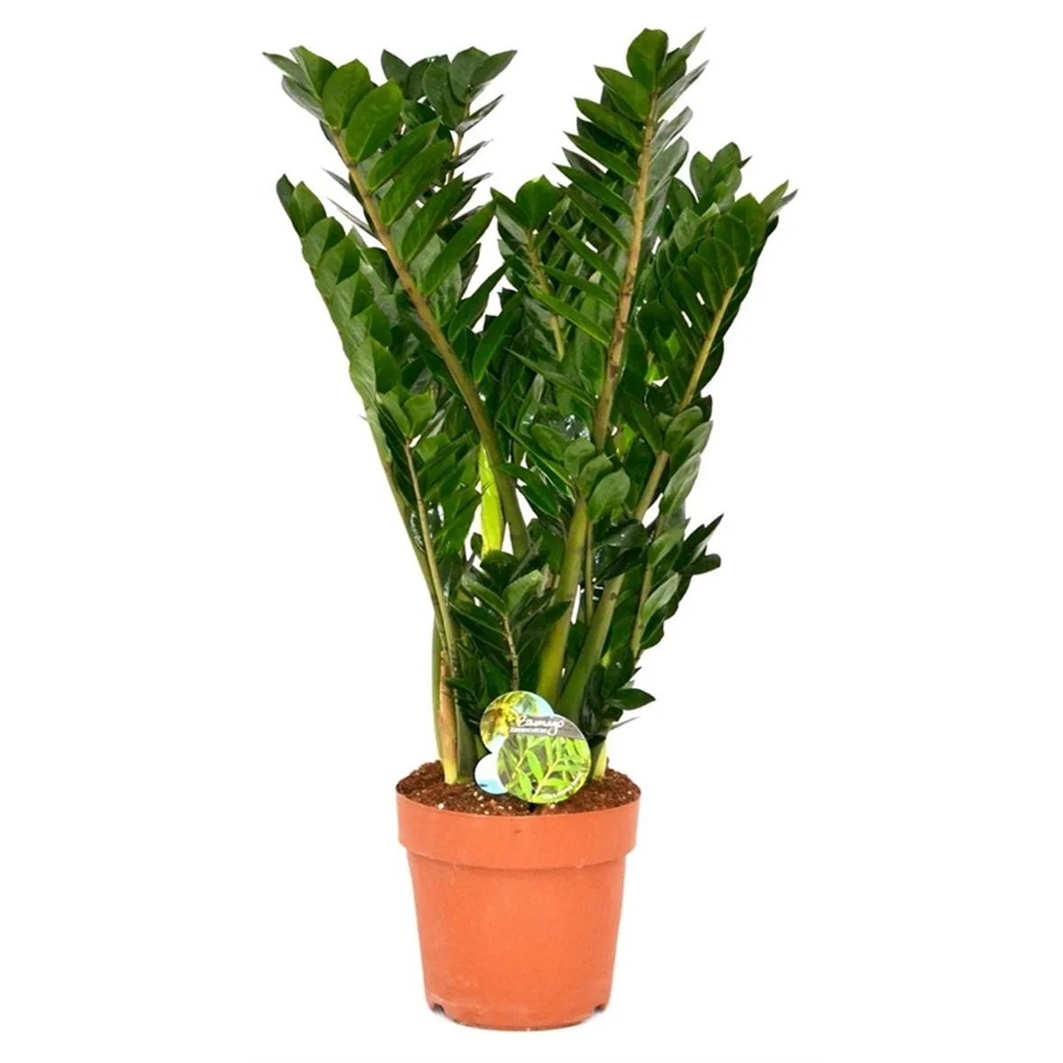 Come prendersi cura della zamioculcas