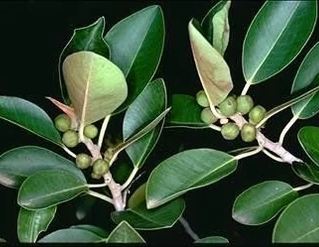 Risposta: Un ficus benjamina che perde le foglie