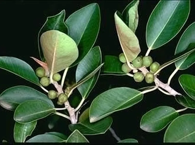 Risposta: Un ficus benjamina che perde le foglie