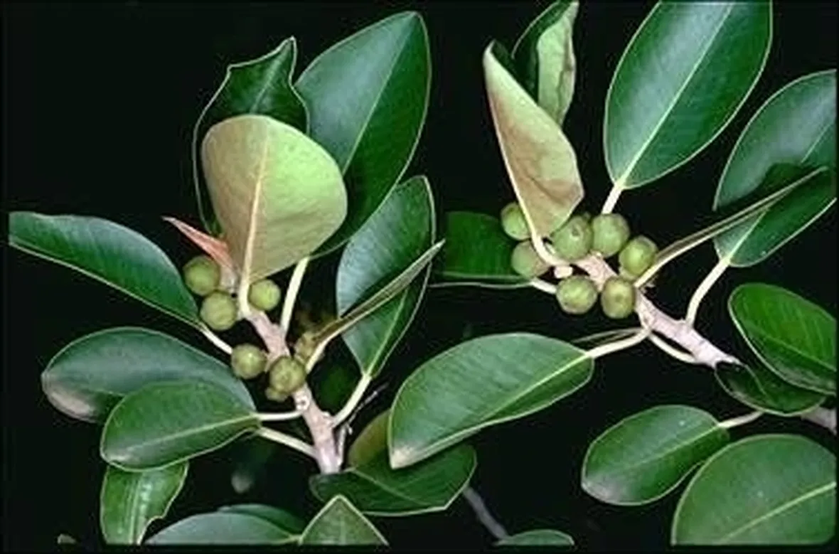Risposta: Un ficus benjamina che perde le foglie
