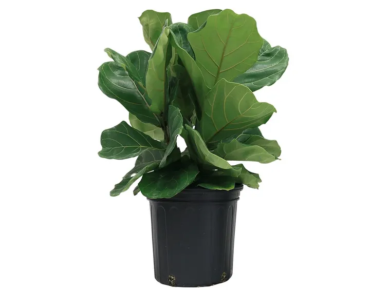 Risposta: Una margotta di ficus