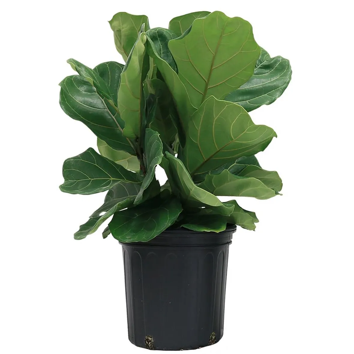Risposta: Una margotta di ficus