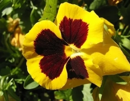Risposta : viola del pensiero