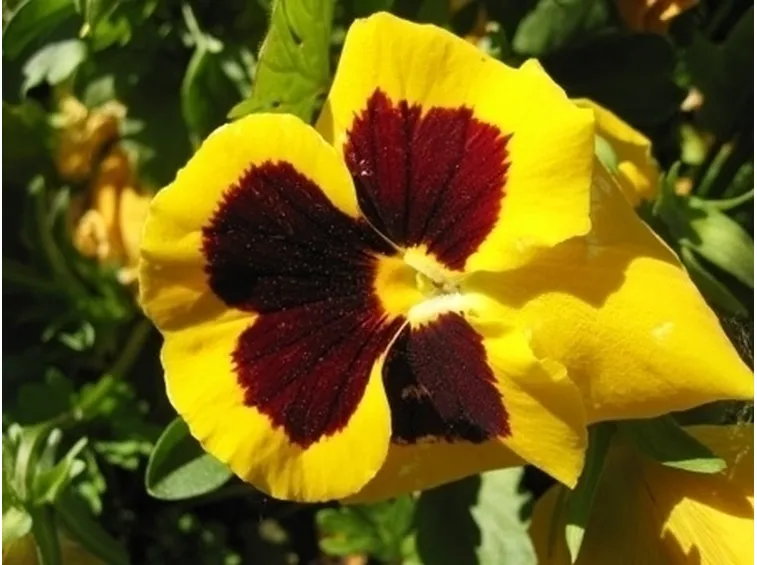 Risposta : viola del pensiero