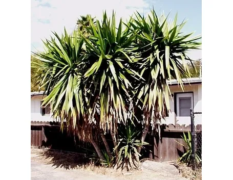Risposta : Yucca