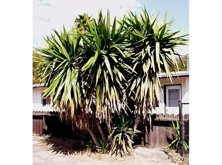 Risposta : Yucca