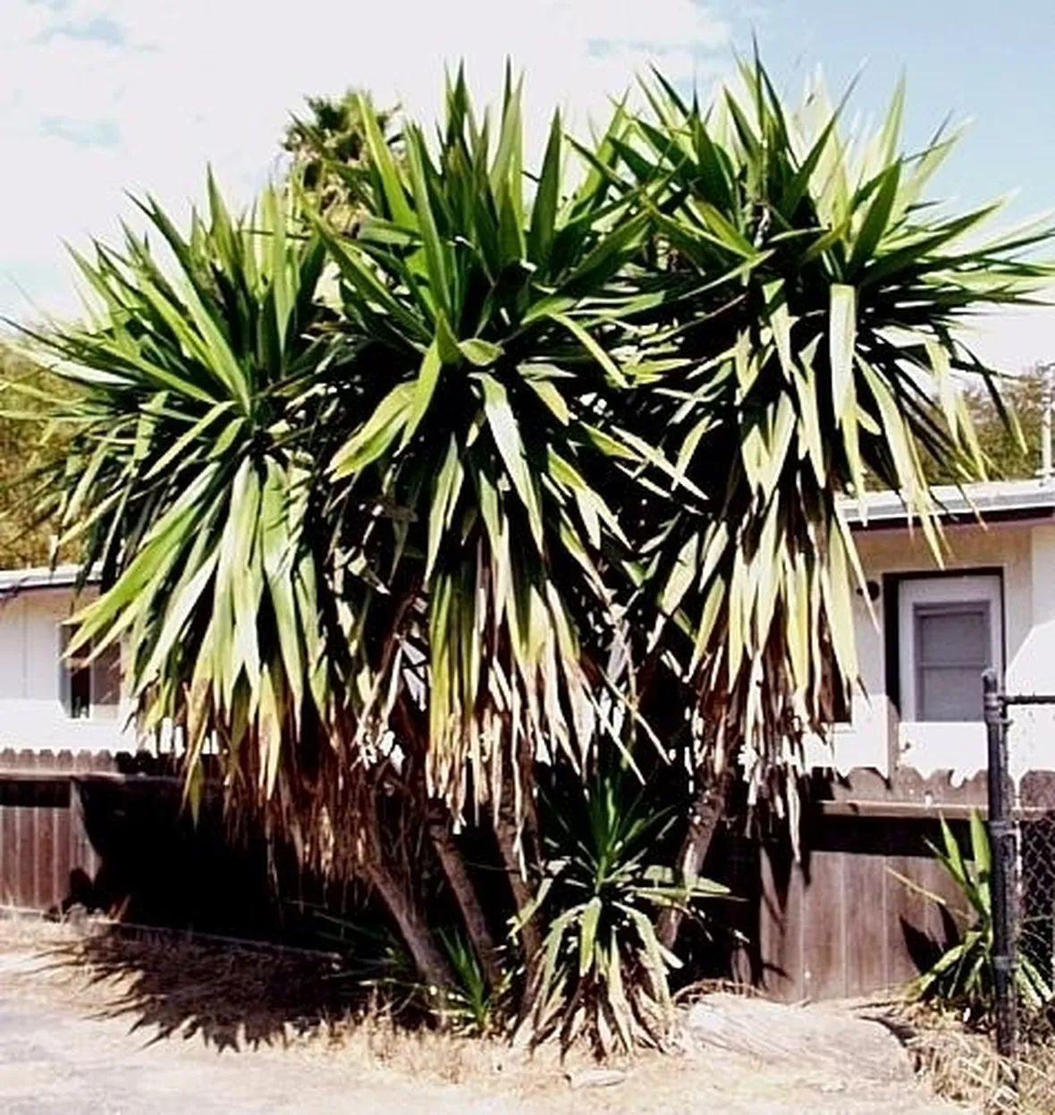 Risposta : Yucca
