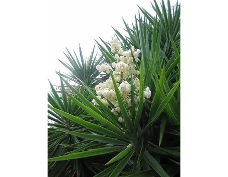 Risposta: yucca