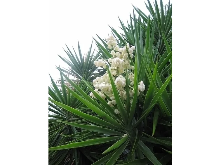 Risposta: yucca