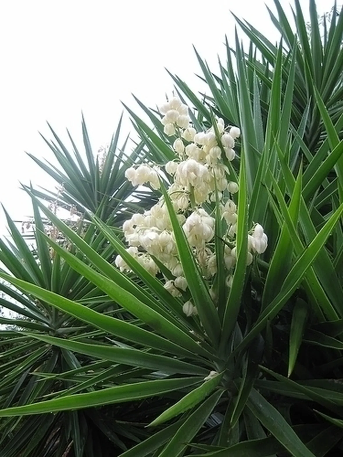 Risposta: yucca