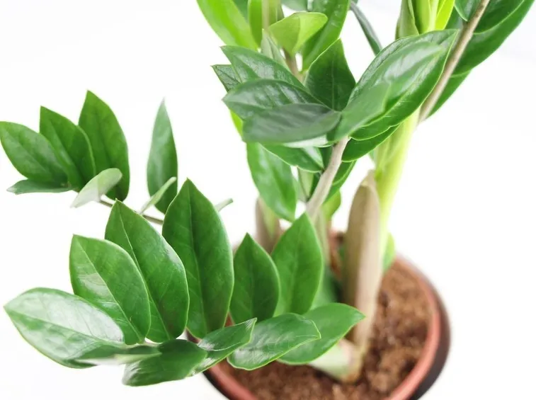 Risposta : zamioculcas con foglie gialle