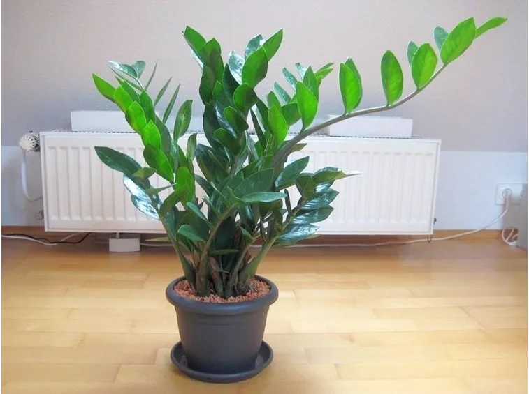 Risposta : zamioculcas