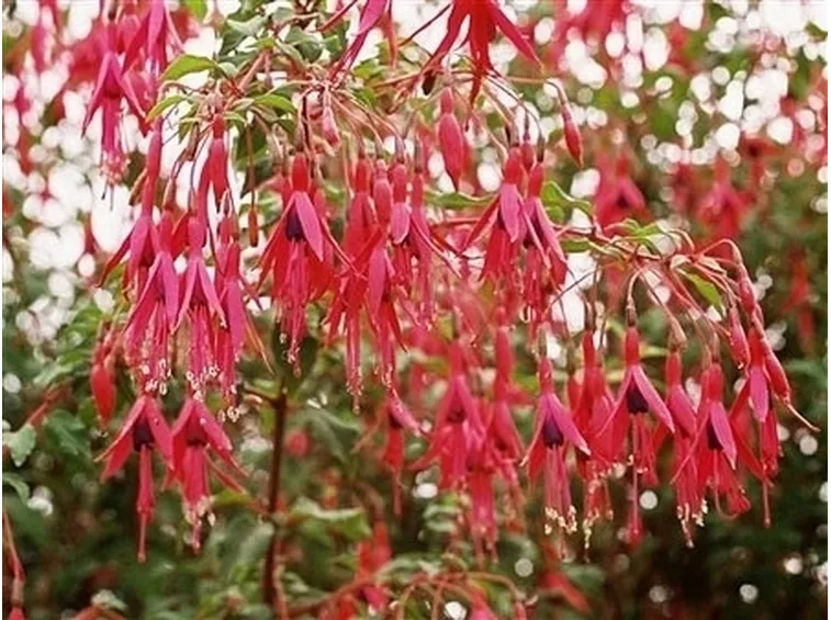 Ritiro invernale fucsia