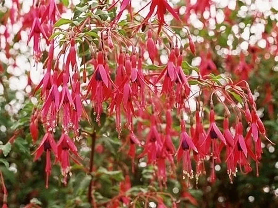 Ritiro invernale fucsia