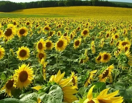 Semina girasole