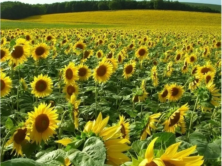 Semina girasole