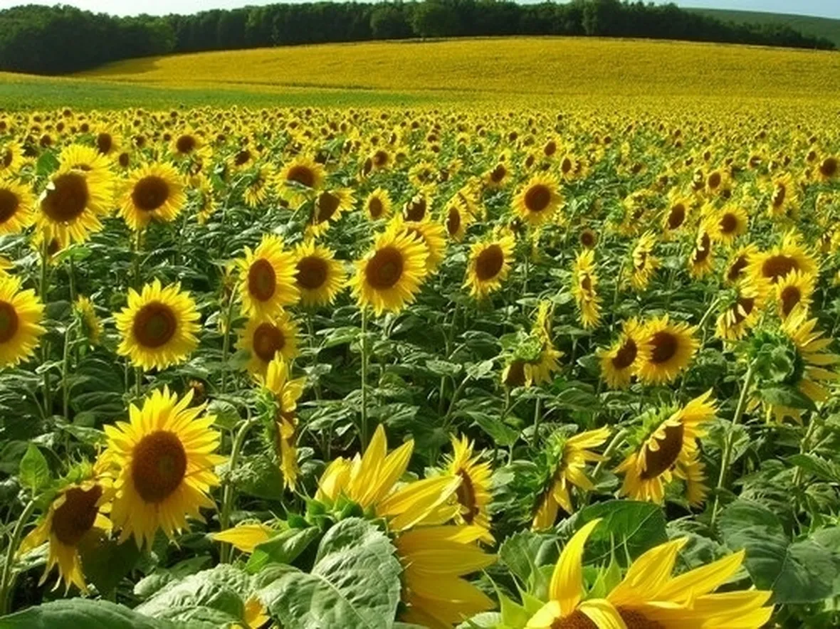 Semina girasole