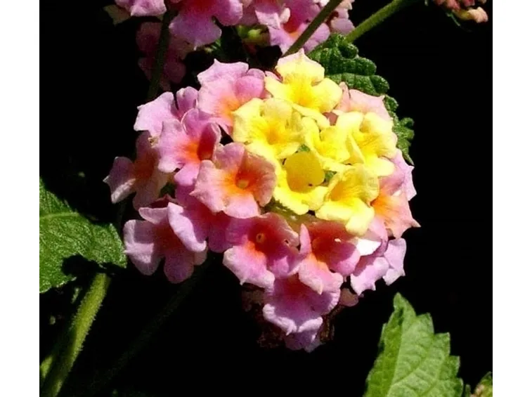 Seminare la lantana