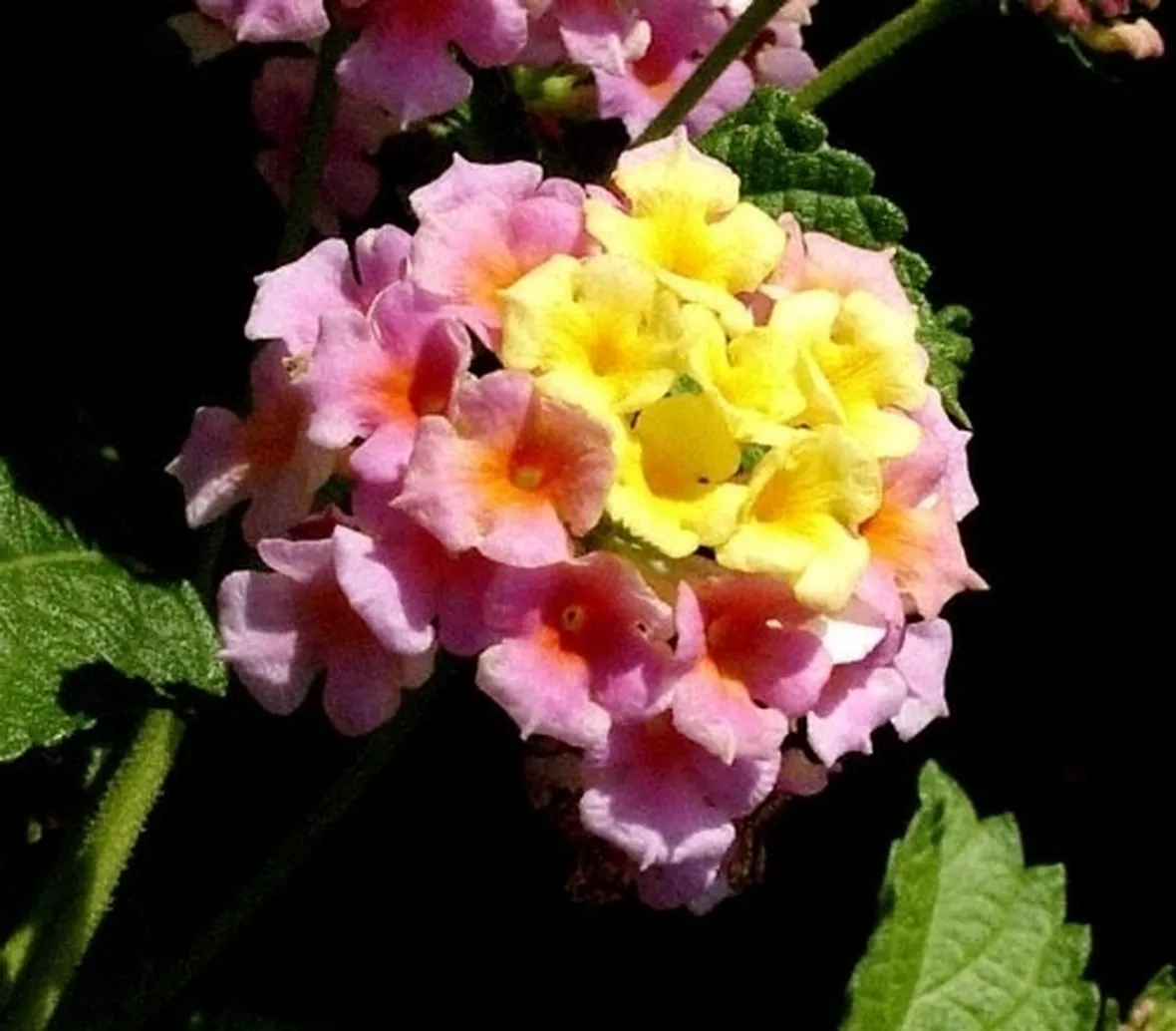 Seminare la lantana