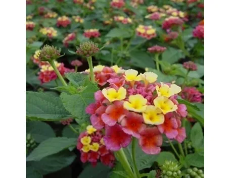 Specie più diffuse
Lantana montevidensis, o Lantana selloviana