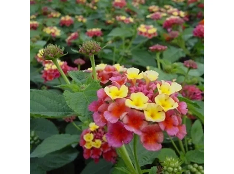 Specie più diffuse
Lantana montevidensis, o Lantana selloviana