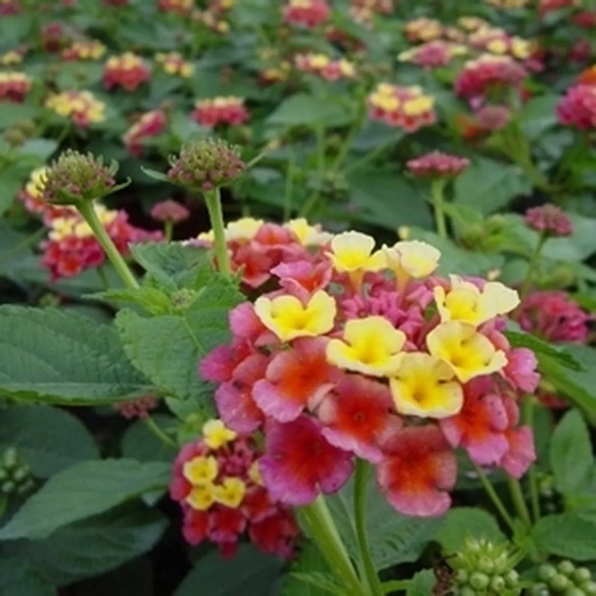 Specie più diffuse
Lantana montevidensis, o Lantana selloviana