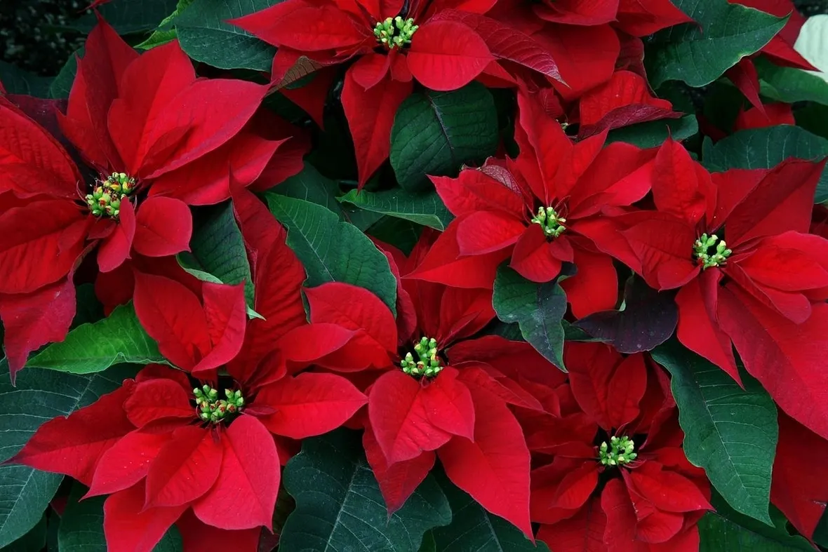 Stella di Natale pianta